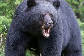 भालुको आक्रमणबाट घाईतेलाई उपचारको लागी नेपालगन्ज लगीयो