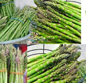 औषधिको रानी मानिने कुरिलोको कमाल जानिराखौं, यस्ता छन् फाइदा