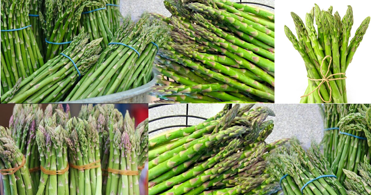 औषधिको रानी मानिने कुरिलोको कमाल जानिराखौं, यस्ता छन् फाइदा