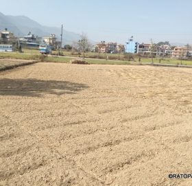 २५ वर्षअघिको प्रतिवेदन : खोजिएन १८ सय रोपनी