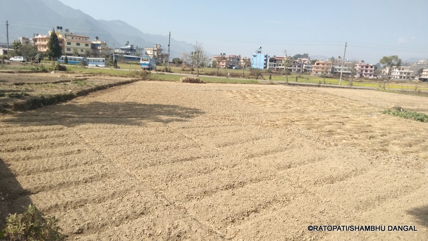 २५ वर्षअघिको प्रतिवेदन : खोजिएन १८ सय रोपनी