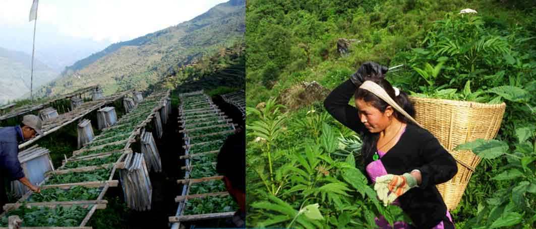 धनाढ्यको भान्छामा सिस्नु