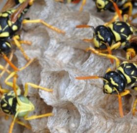 अरिगांलको टोकाईबाट एक बालकको मृत्यू