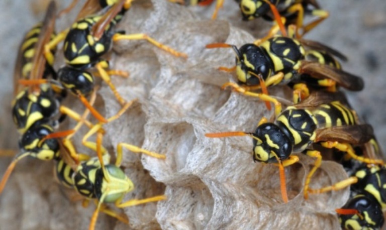 अरिगांलको टोकाईबाट एक बालकको मृत्यू