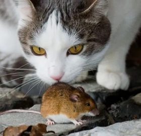 मुसाले जाँड खाएपछि…