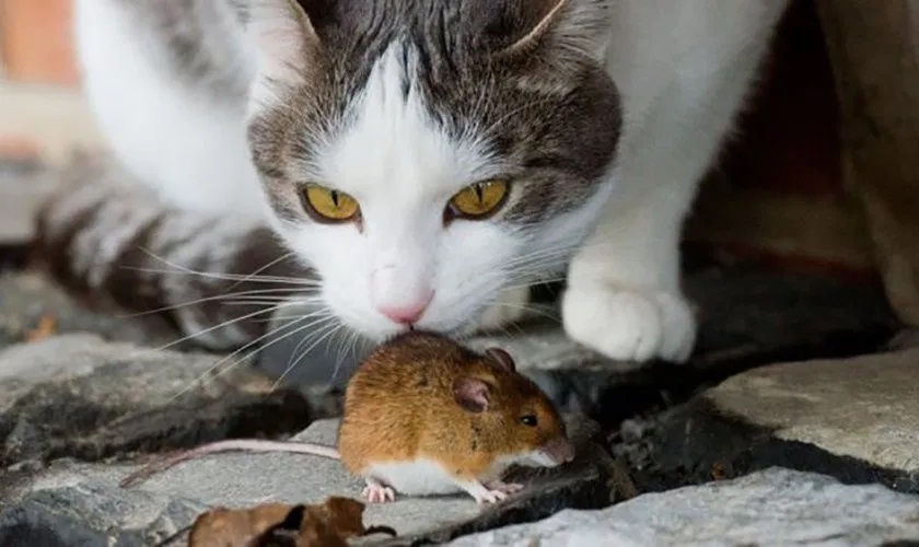 मुसाले जाँड खाएपछि…