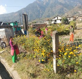 भाइटिकाका लागि व्यस्त ‘बहिनीहरु’