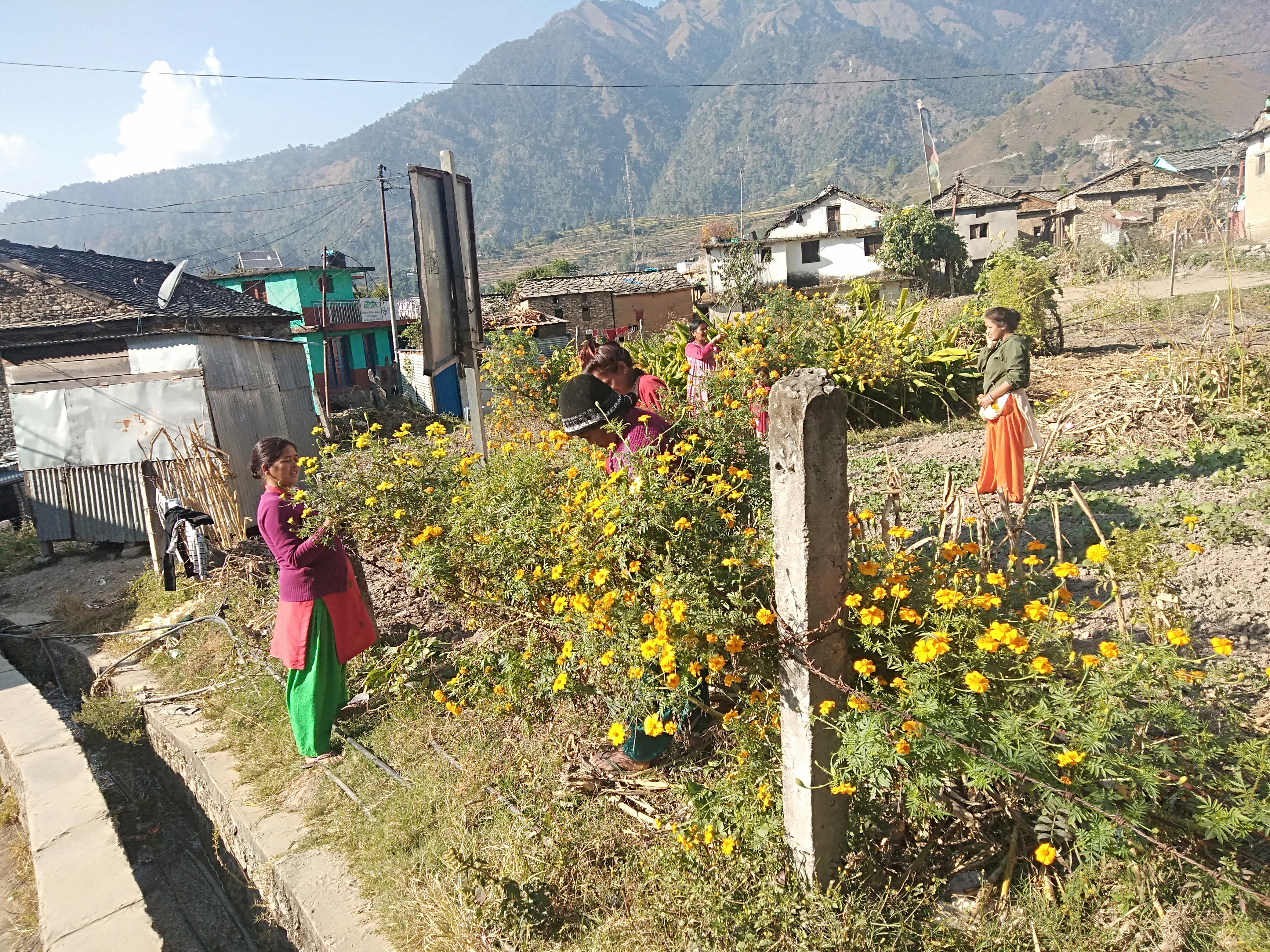 भाइटिकाका लागि व्यस्त ‘बहिनीहरु’