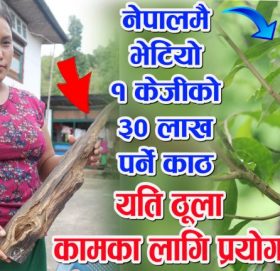 गुल्मीमा भेटियो नेपालकै महँगो काठ, १ किलोकै पर्छ ३० लाखभन्दा बढी, यसरि बेच्नुस र लाखौ कमाउनुस