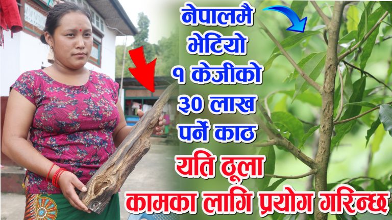 गुल्मीमा भेटियो नेपालकै महँगो काठ, १ किलोकै पर्छ ३० लाखभन्दा बढी, यसरि बेच्नुस र लाखौ कमाउनुस