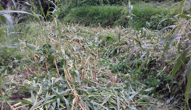 जंगली जनावारले बालीनाली नष्ट