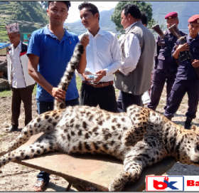 मृत अवस्थामा चितुवा फेला,आजै पोष्टमार्टम गरियो