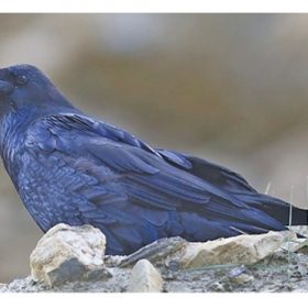 आज काग तिहार, राजा कागको सङ्ख्या विश्वमै कम