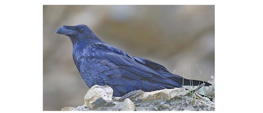 आज काग तिहार, राजा कागको सङ्ख्या विश्वमै कम