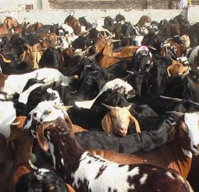 दुई करोड ५० लाखको खसी–बोका बिक्री