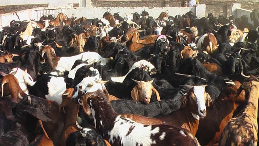 दुई करोड ५० लाखको खसी–बोका बिक्री