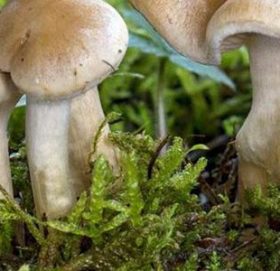 विषालू च्याउ खाँदा एकै परिवारका नौ जना बिरामी