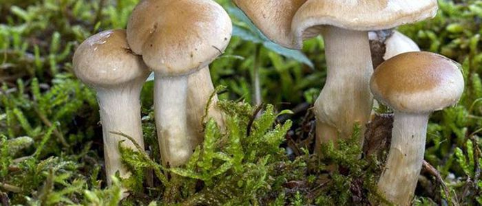 विषालू च्याउ खाँदा एकै परिवारका नौ जना बिरामी