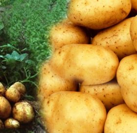 ढम्कनेमा आलु  महोत्सव हुदै