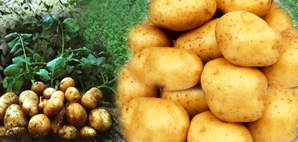 ढम्कनेमा आलु  महोत्सव हुदै