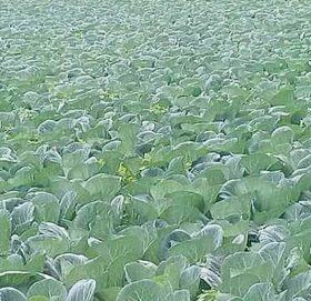 ४ लाखमा बिक्यो एउटा गह्राको बन्दागाेभी