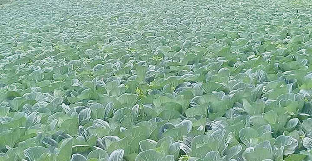 ४ लाखमा बिक्यो एउटा गह्राको बन्दागाेभी