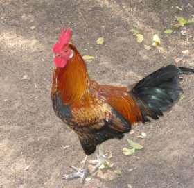 कुखुराको हत्याले तहल्का, ७ जनाविरुद्ध मुद्दा