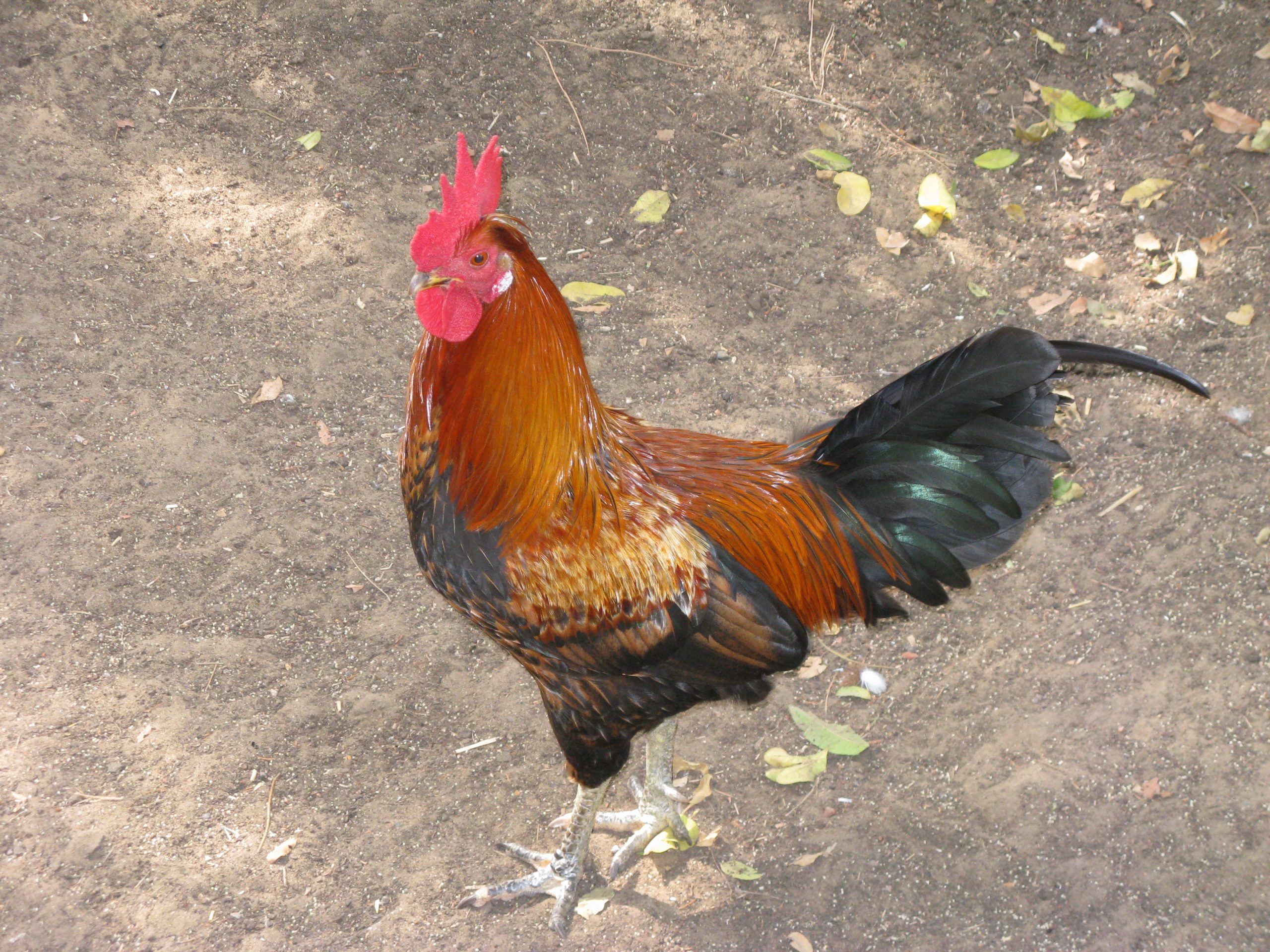 कुखुराको हत्याले तहल्का, ७ जनाविरुद्ध मुद्दा