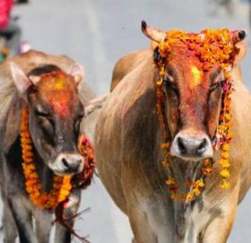 गाई संरक्षण गर्न नेपालमै पहिलो ‘गौमहोत्सव’ हुने