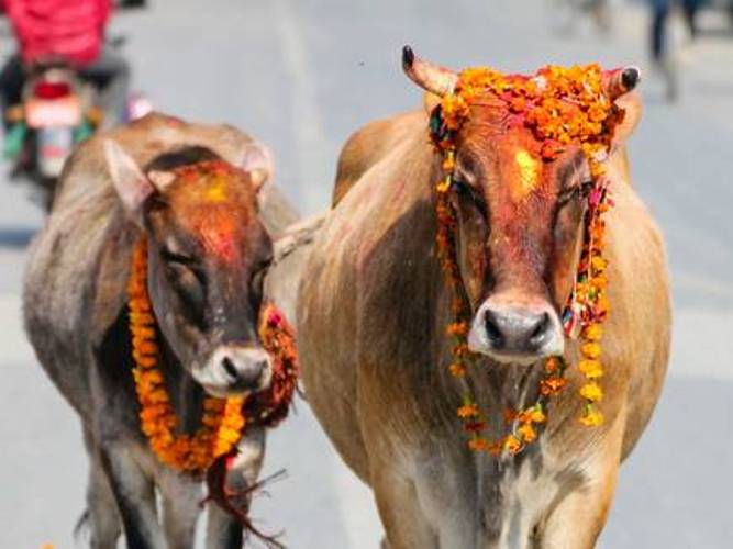 गाई संरक्षण गर्न नेपालमै पहिलो ‘गौमहोत्सव’ हुने