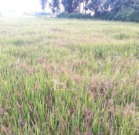 धानको बिउ नक्कली, ९ जिल्लामा १५ करोडको क्षति