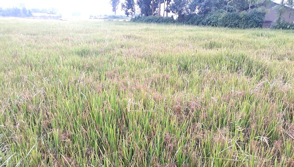 धानको बिउ नक्कली, ९ जिल्लामा १५ करोडको क्षति