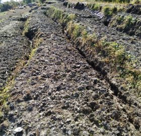 फटेग्रांले गहुबाली नष्ट