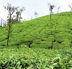 देशकै पहिलो चिया कारखाना संकटमा