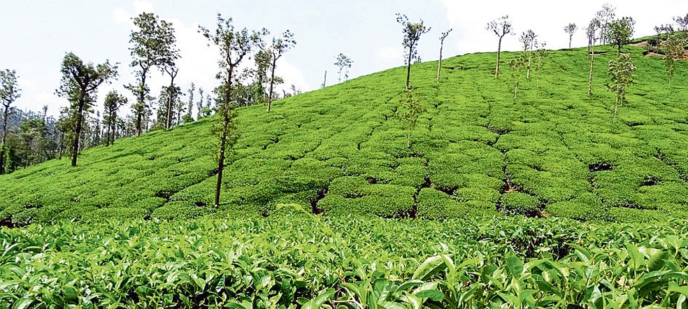 देशकै पहिलो चिया कारखाना संकटमा