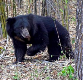 भालुको आक्रमणबाट युवक घाइते