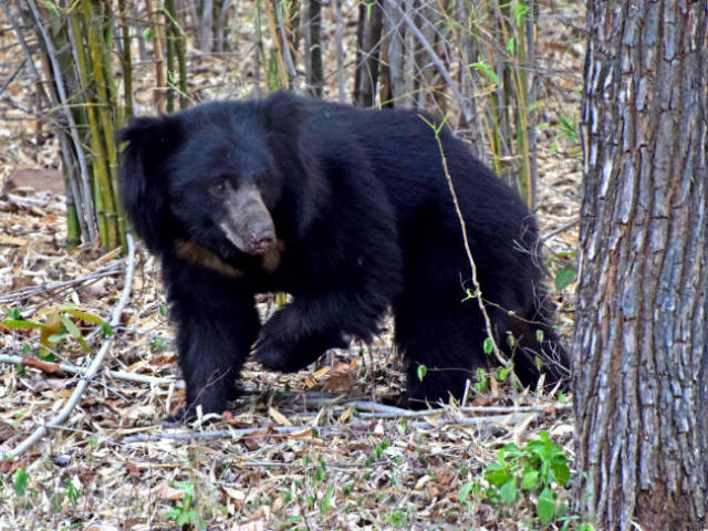 भालुको आक्रमणबाट युवक घाइते