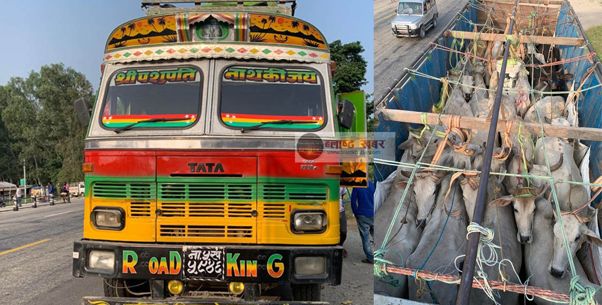 भारत तस्करी हुन लागेका ४९ गोरु नियन्त्रणमा