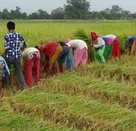 धानमा आगो लगाउँदै झापाका किसान