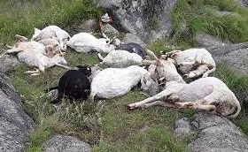 बाघको आक्रमणबाट १४ भेडा मरे ।