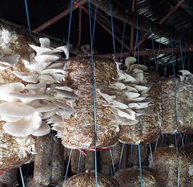 जागिर छाडेर च्याउ खेती