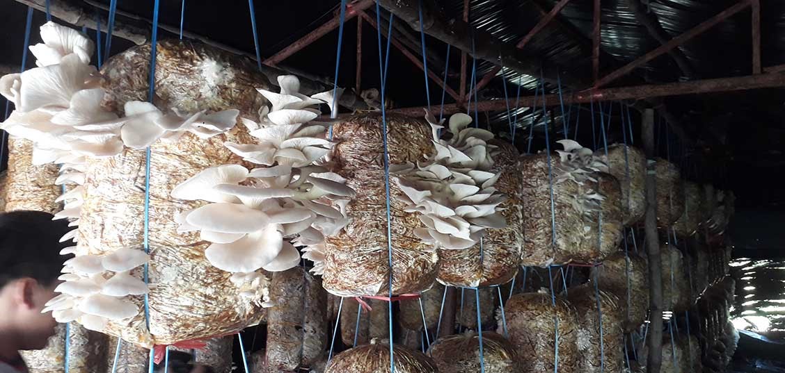 जागिर छाडेर च्याउ खेती