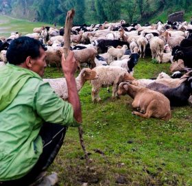 दसैँका लागि मुस्ताङबाट १२ हजार भेडा तथा च्याङ्ग्रा पोखरा ल्याइँदै