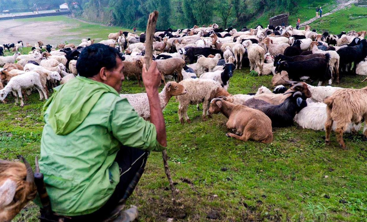 दसैँका लागि मुस्ताङबाट १२ हजार भेडा तथा च्याङ्ग्रा पोखरा ल्याइँदै