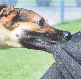 बौलाहा कुकुरको टोकाइबाट घाइते १२ जना घाइते घाइतेमध्ये ८ विद्यार्थी