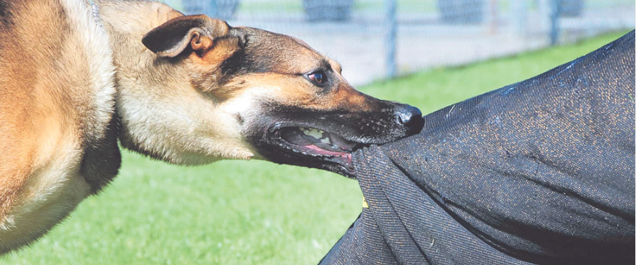 बौलाहा कुकुरको टोकाइबाट घाइते १२ जना घाइते घाइतेमध्ये ८ विद्यार्थी