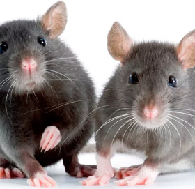 मुसा मार्न अढाई करोड खर्च