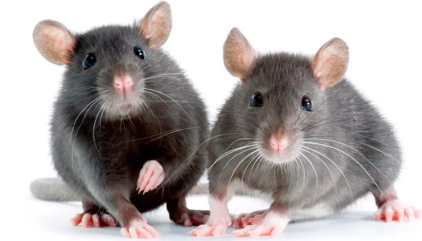 मुसा मार्न अढाई करोड खर्च