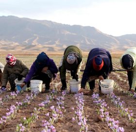 कसरी गर्ने प्रति केजि १० लाख पर्ने केशर खेती ? सम्पूर्ण जानकारी सहित