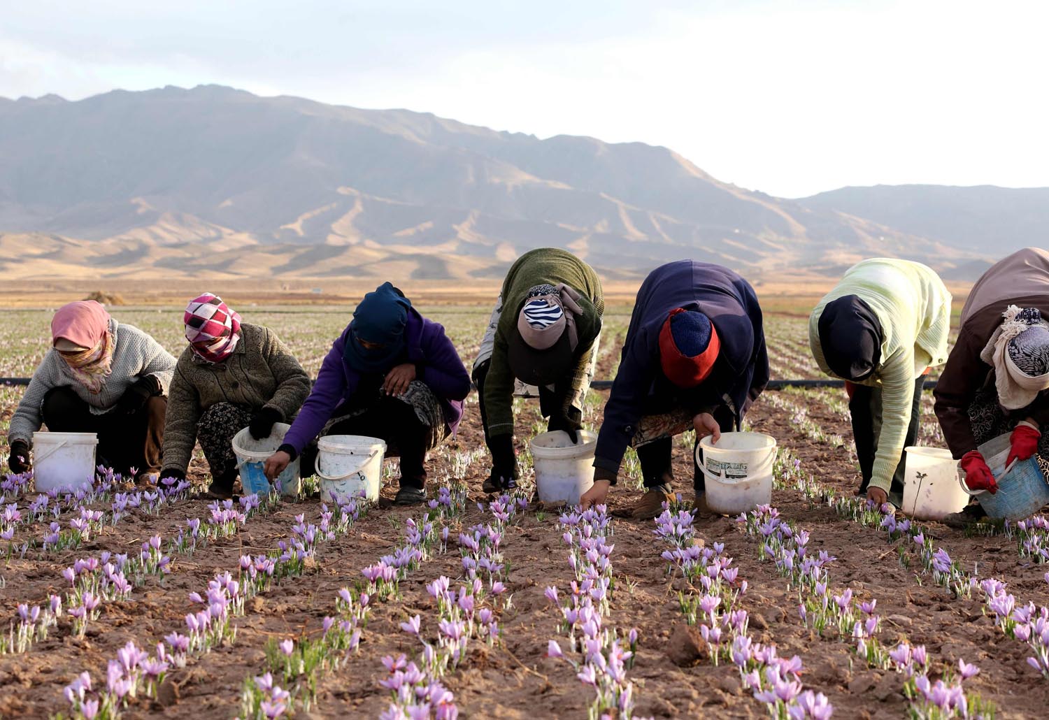 कसरी गर्ने प्रति केजि १० लाख पर्ने केशर खेती ? सम्पूर्ण जानकारी सहित